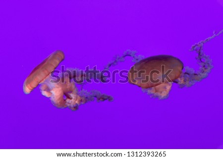 Pacific Sea Nettles (Chrysaora fuscescens) gently floating in the water tank at the Aquarium
