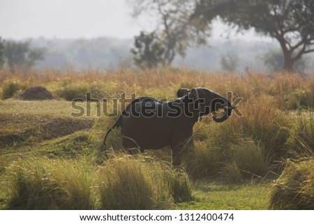 Elephant walking along grass in the Highveld.