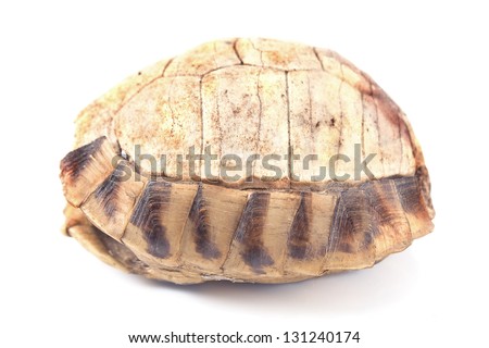 Tortoise  turtle shell isolated on white