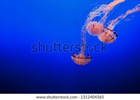 Three jellyfish swimming in vibrant blue sea.