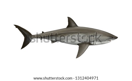 Scientific illustration of a  great white shark, Carcharodon carcharias. The most infamous but misunderstood shark. One of the largest predator animals in the world. Royalty-Free Stock Photo #1312404971