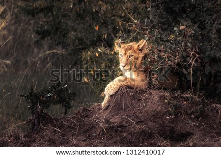 Scenic baby lion cub portrait in Kenya