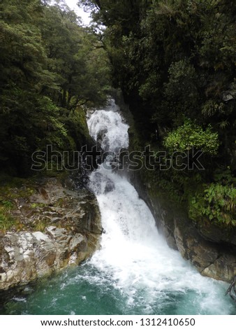 Rainforest of Lake Marian (track) at Milford Road, New Zealand