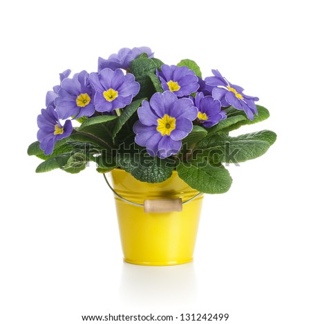 Small bucket of lilac primrose flowers on white background