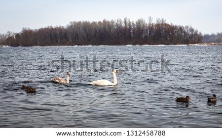 migratory birds, ducks and swans swim in a park on a lake / river. background.