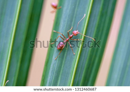 Red ants or fire ants on green palm leaf, Thailand, macro, close up