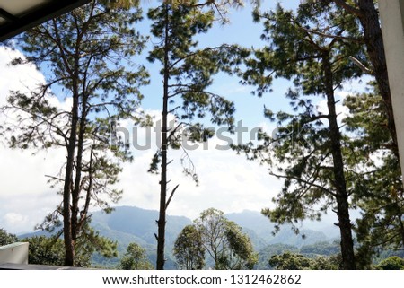 Pine tree on blue sky and cloud background, beautiful nature blue sky with trees, Looking up branch on sky background, pictured from Space for text in template, Travel concept