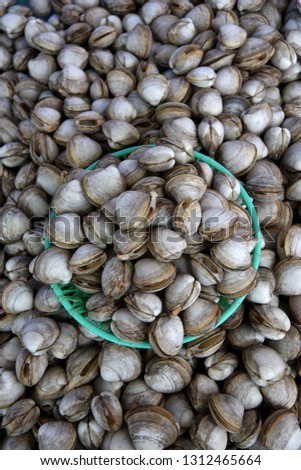 Clam sold in the market.