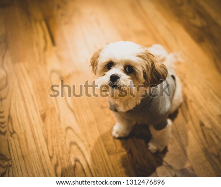 Bichon puppy side eye