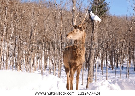 Elk and deer in a winter forest