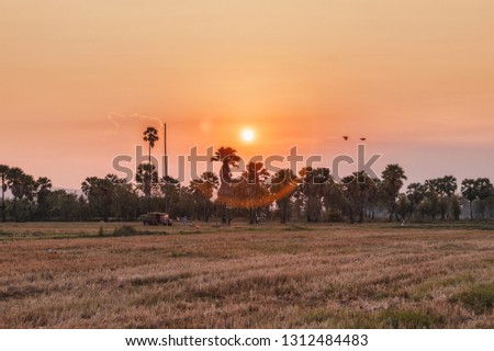 Sunset on sugar palm tree with drought rice fields