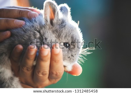 Cute little bunny rabbit in hands