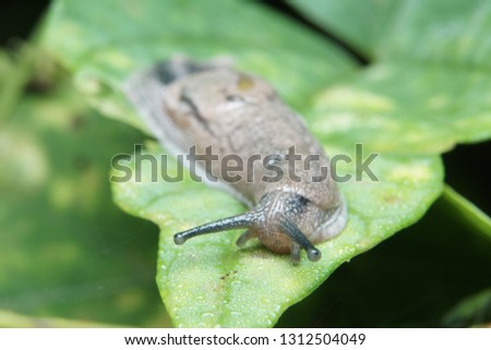 Macro of slug on green leaf in nature habitat Royalty-Free Stock Photo #1312504049