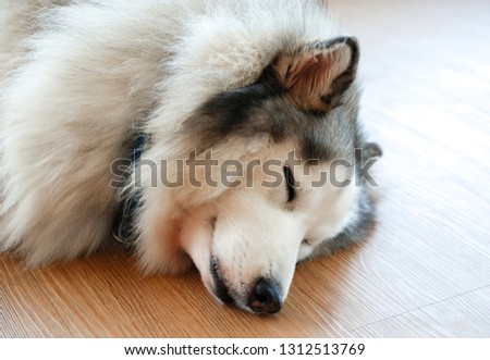 Close-up pictures of Siberian Husky are sleeping