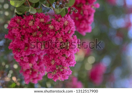 Beautiful blossom tree with pink flowers, Crape Myrtles or Lagerstroemia is an evergreen trees and shrubs cultivated in warmer climates around the world.