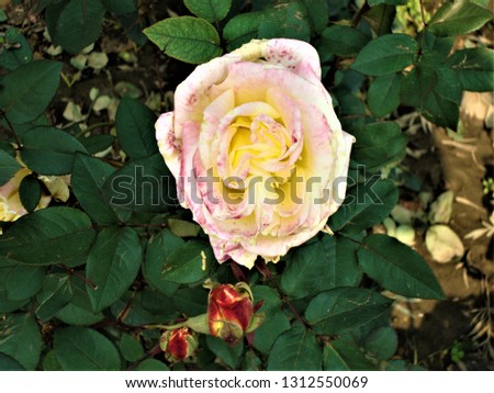 awesome whitish yellow isolated rose flower with pink flavor and shiny green leaves on back at rose garden, faridabad, haryana, india