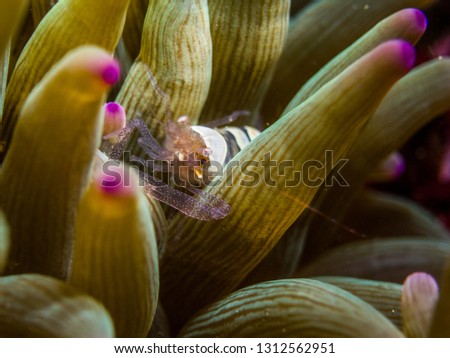 Egg Shell Shrimp ( Hamopontonia corallicola) among tentacles of Bubble-tip anemone (Entacmaea quadricolor). Owase, Mie, Japan