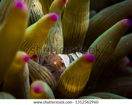 Egg Shell Shrimp ( Hamopontonia corallicola) among tentacles of Bubble-tip anemone (Entacmaea quadricolor). Owase, Mie, Japan