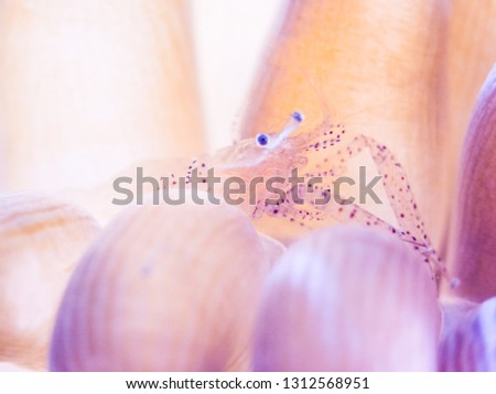 Ornate anemone shrimp (Periclimenes ornatus) on a tentacle of Bubble-tip anemone (Entacmaea quadricolor). Owase, Mie, Japan
