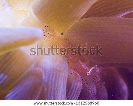 Ornate anemone shrimp (Periclimenes ornatus) on a tentacle of Bubble-tip anemone (Entacmaea quadricolor). Owase, Mie, Japan