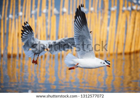 Closeup of seagulls flying over the beautiful sea in Bang Pu, Thailand
