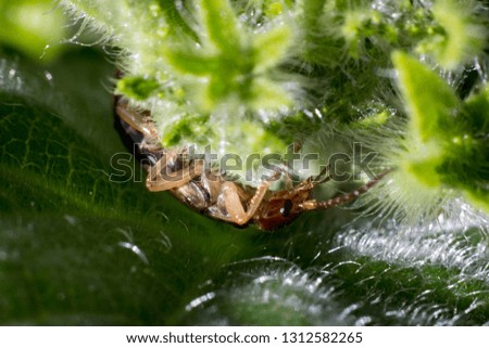 Earwig in Cucumber Flower