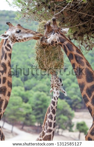 Giraffe Family Herd - in nature, on the background of savanna