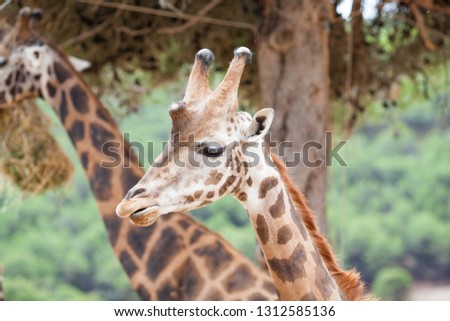 Giraffe Family Herd - in nature, on the background of savanna