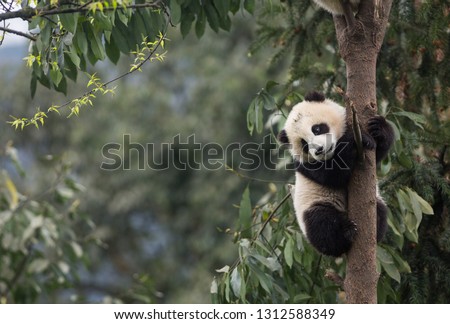 Giant panda, Ailuropoda melanoleuca, approximately 6-8 months old, clutching on to a tree high above the ground. Royalty-Free Stock Photo #1312588349