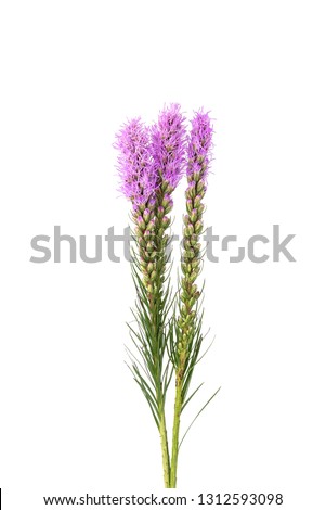 Magenta, purple, violet, Liatris flower on isolated  white background. Royalty-Free Stock Photo #1312593098