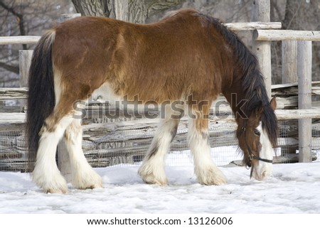 picture of the farm horse