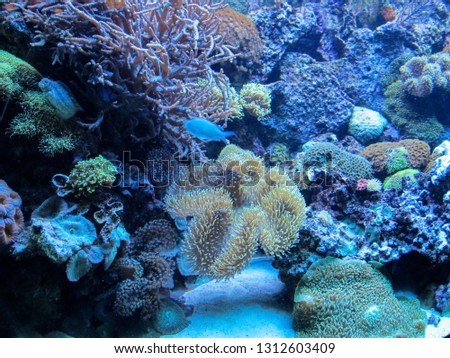 Underwater photography. Colorful corals in the Mediterranean sea