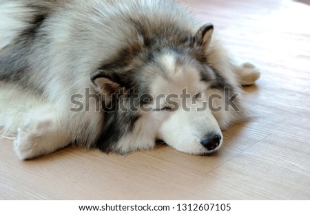 Close-up pictures of Siberian Husky are sleeping
