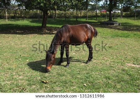Brown horse on grass background .