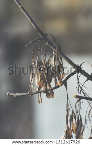 Beautiful matte picture with tree seeds hanging on a branch