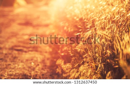 Summer background, landscape at sunset, grass in backlight, blurred image with the effect of motion, shallow depth of field