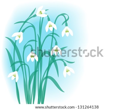 Snowdrops. Greeting card with first spring flowers. Vector, eps10.