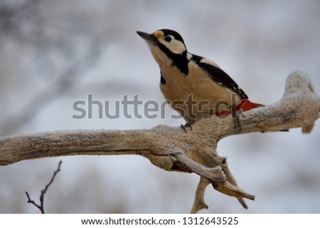 Great woodpecker in snowy landscape, Danubian forest, Slovakia, Europe
