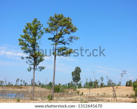 Pine trees in the destroyed forest in Laos.