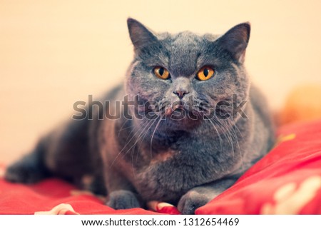 beautiful cat lies on the bed, eyes and muzzle, british cat