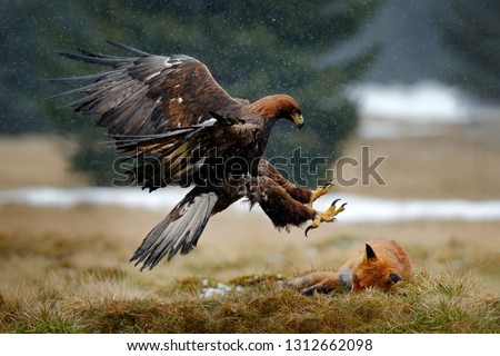 Eagle behaviour scene with brown bird of prey, eagle with catch, Sweden, Europe. Golden Eagle feeding on kill Red Fox in the forest during rain and snowfall. Bird behaviour in the nature. 