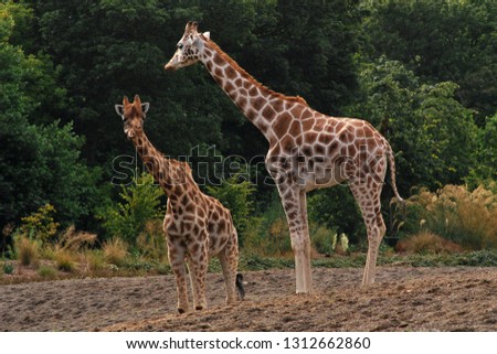 A little giraffe with its mom, shot in the Dublin zoo in Phoenix Park. 