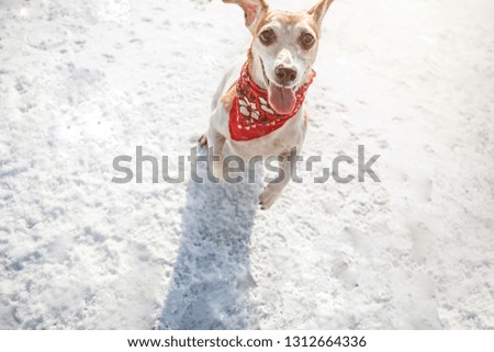 Playing funny dog jumping on snow. Winter games outside with dog. Fashionable red scarf bandana. Backlight sunny winter weekend