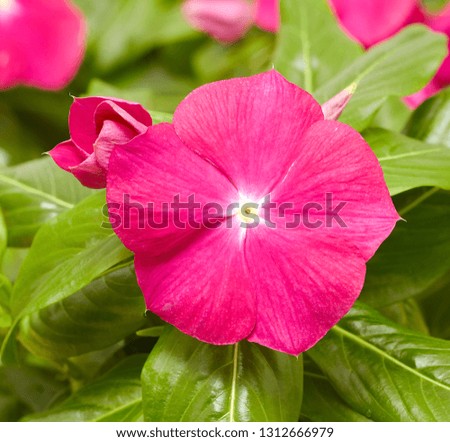 Picture of beautiful flowers against the background of nature. Decorative flowers.