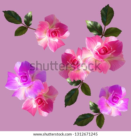 Isolated roses on the pink background