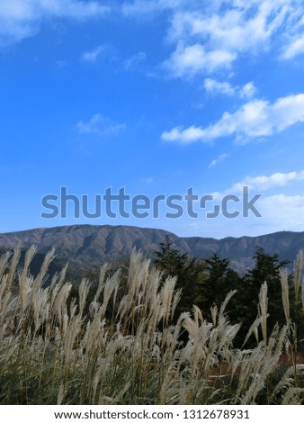 A beautiful mountain view with silver grass makes us relaxing.