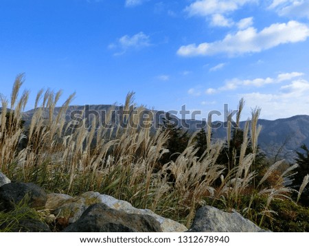A beautiful mountain view with silver grass makes us relaxing.