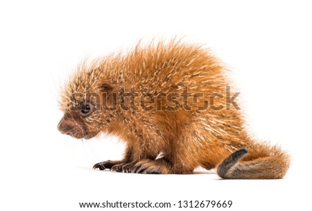 Pup prehensile-tailed porcupine, Coendou prehensilis, isolated, 15 days old