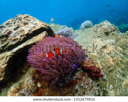 Clownfish or cartoon fish on anemone and coral are nature under the blue sea.