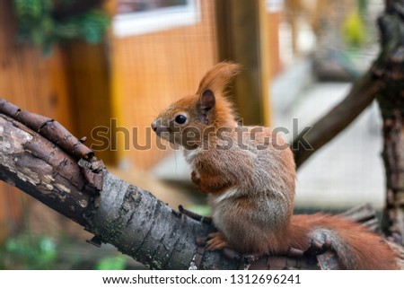 Cute Eurasian red squirrel sitting on tree branch
